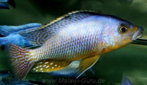 Protomelas sp. 'mbenji thick-lip'