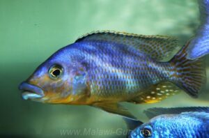 Protomelas sp. 'mbenji thick-lip' Mbenji Island