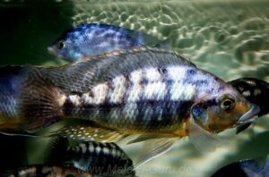 Protomelas sp. 'mbenji thick-lip' Mbenji Island