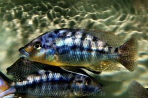 Protomelas sp. 'mbenji thick-lip' Mbenji Island