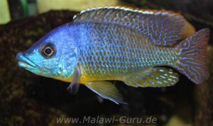 Protomelas sp. 'mbenji thick-lip' Mbenji Island