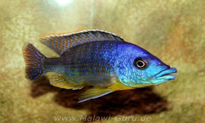 Protomelas sp. 'mbenji thick-lip'