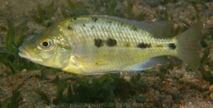 Protomelas sp. 'oxyrhynchus mix' Mumbo Island