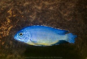 Protomelas sp. 'steveni black belly' Bandawe Point