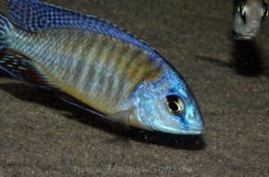 Protomelas sp. 'steveni imperial' Chizumulu Island