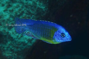Protomelas sp. 'steveni imperial' Chizumulu Island