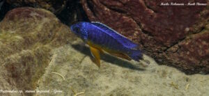 Protomelas sp. 'steveni imperial' Gome