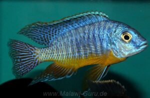 Protomelas sp. 'steveni imperial' Gome