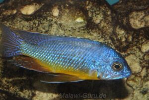 Protomelas sp. 'steveni imperial' Gome
