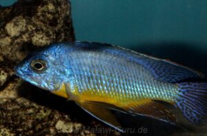 Protomelas sp. 'steveni imperial' Gome