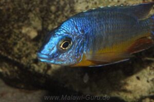 Protomelas sp. 'steveni imperial' Gome