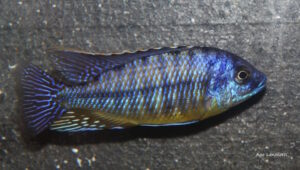 Protomelas sp. 'steveni imperial' Likoma Island