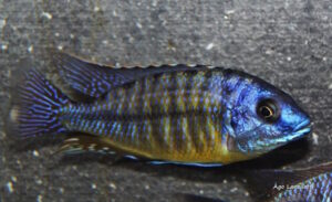 Protomelas sp. 'steveni imperial' Likoma Island