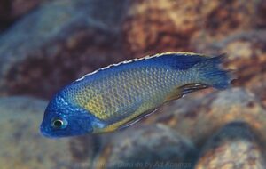 Protomelas sp. 'steveni imperial' Lumbaulo
