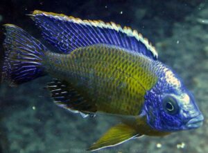 Protomelas sp. 'steveni imperial' Maingano Island