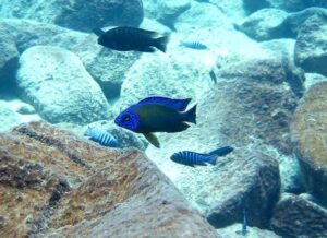 Protomelas sp. 'steveni imperial' Maingano Island