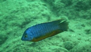 Protomelas sp. 'steveni imperial' Masinje