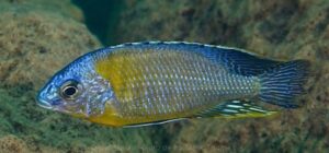 Protomelas sp. 'steveni imperial' Mbamba