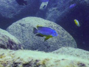 Protomelas sp. 'steveni imperial' Ndomo Point