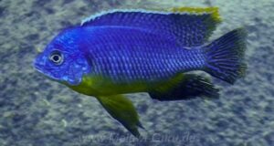 Protomelas sp. 'steveni imperial' Ndomo Point