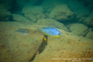 Protomelas sp. 'steveni imperial' Pombo Rocks