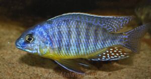 Protomelas sp. 'steveni imperial' Pombo Rocks