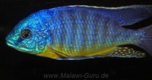 Protomelas sp. 'steveni imperial' Pombo Rocks