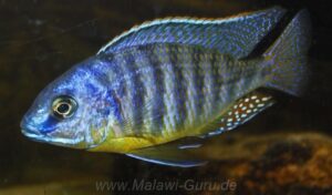 Protomelas sp. 'steveni imperial' Pombo Rocks