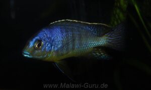 Protomelas sp. 'steveni imperial' Pombo Rocks