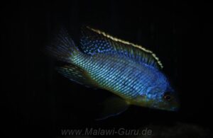 Protomelas sp. 'steveni imperial' Pombo Rocks