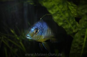 Protomelas sp. 'steveni imperial' Pombo Rocks