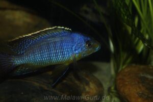 Protomelas sp. 'steveni imperial' Pombo Rocks