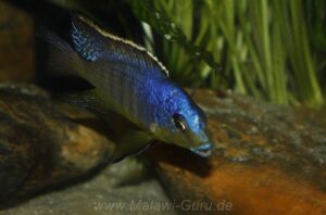 Protomelas sp. 'steveni imperial' Pombo Rocks