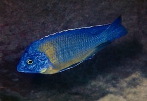 Protomelas sp. 'steveni imperial' Thundu