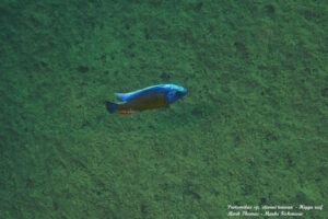 Protomelas sp. 'steveni taiwan' Higga Reef