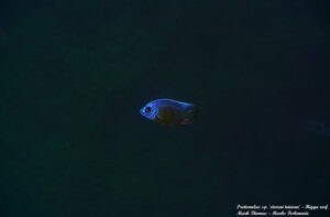 Protomelas sp. 'steveni taiwan' Higga Reef