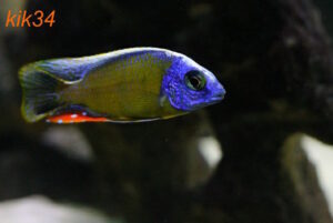 Protomelas sp. 'steveni taiwan' Taiwan Reef