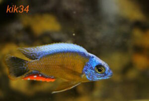 Protomelas sp. 'steveni taiwan' Taiwan Reef