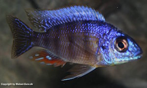 Protomelas sp. 'steveni taiwan'