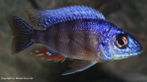 Protomelas sp. 'steveni taiwan' Taiwan Reef