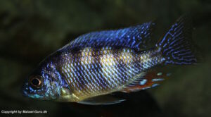Protomelas sp. 'steveni taiwan' Taiwan Reef