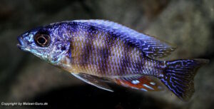 Protomelas sp. 'steveni taiwan' Taiwan Reef