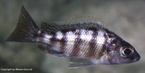 Protomelas sp. 'steveni taiwan' Taiwan Reef
