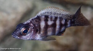 Protomelas sp. 'steveni taiwan' Taiwan Reef