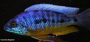 Protomelas spilonotus