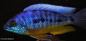 Protomelas spilonotus Arten