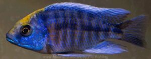 Protomelas spilonotus