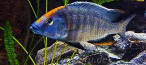 Protomelas spilonotus