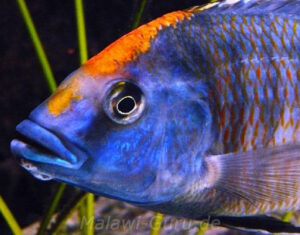 Protomelas spilonotus 'Mbenji Island'