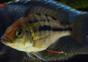 Protomelas spilonotus 'Mbenji Island'